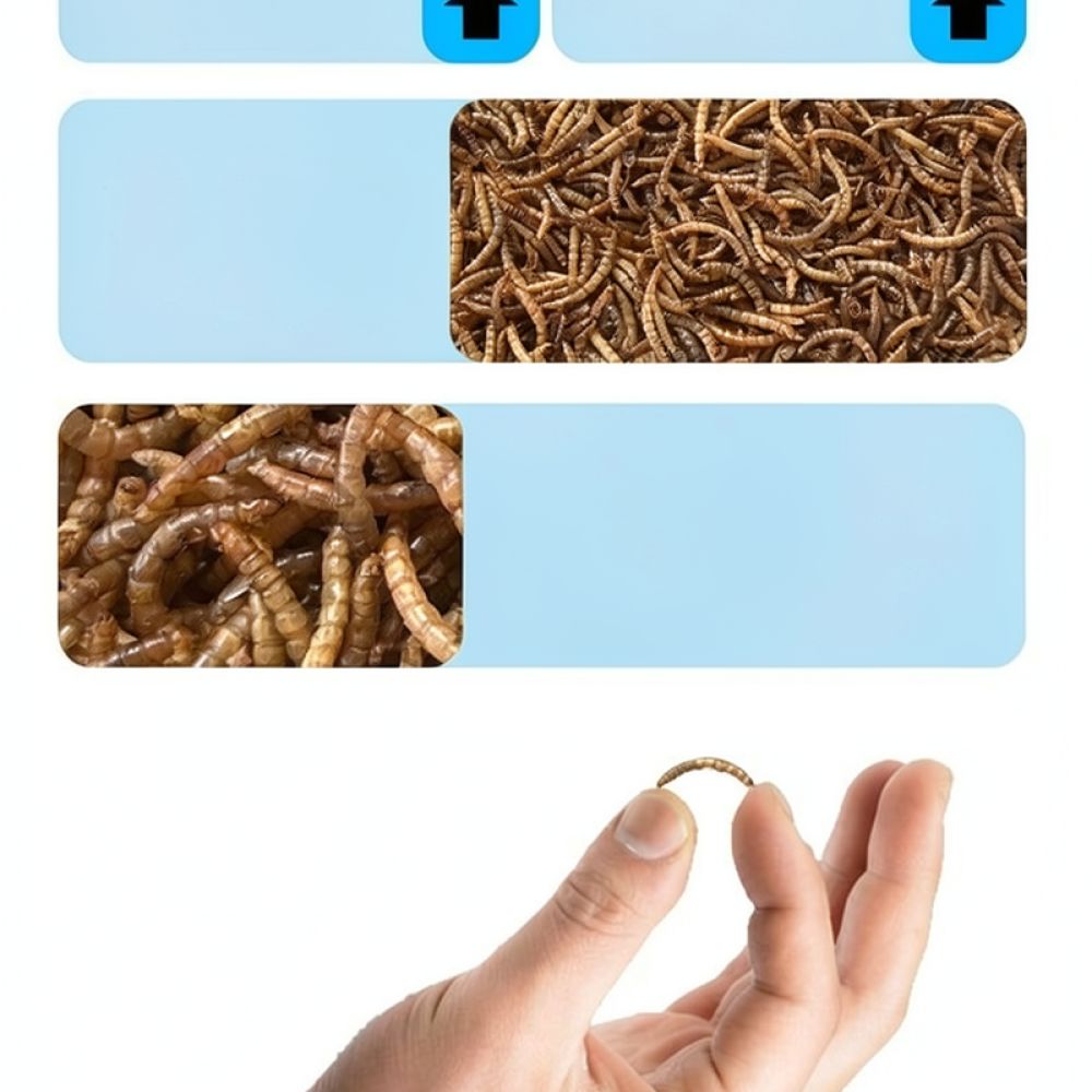 Premium Dried Mealworms For Bi - Food Snacks High In Protein review and price